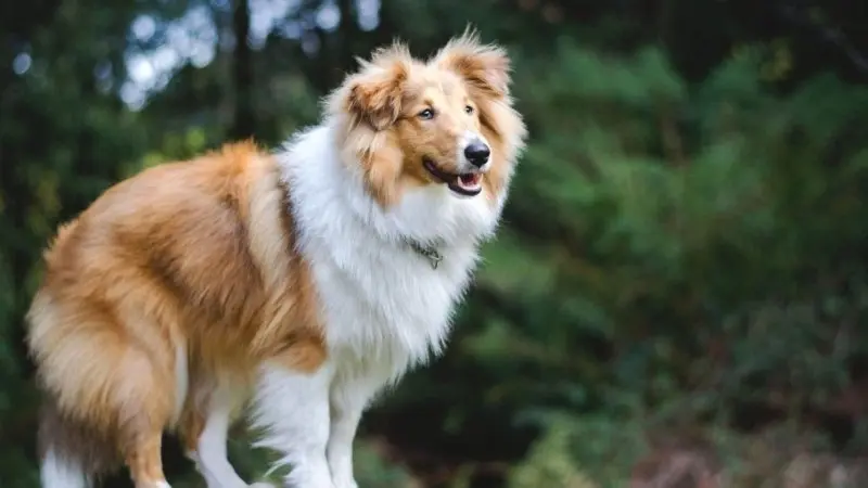 Sức khỏe của chó Shetland Sheepdog