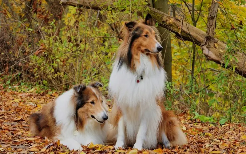 Hình ảnh chó Shetland Sheepdog 2