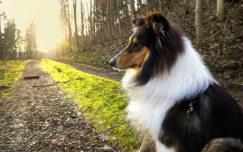 Hình ảnh chó Shetland Sheepdog 3