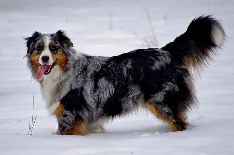 Hình ảnh chó Shetland Sheepdog 4