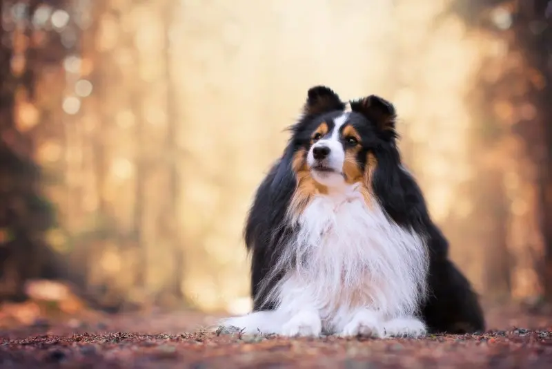 Hình ảnh chó Shetland Sheepdog 5