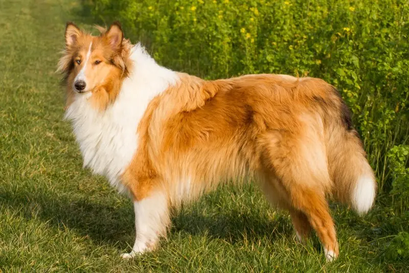 Hình ảnh chó Shetland Sheepdog 6