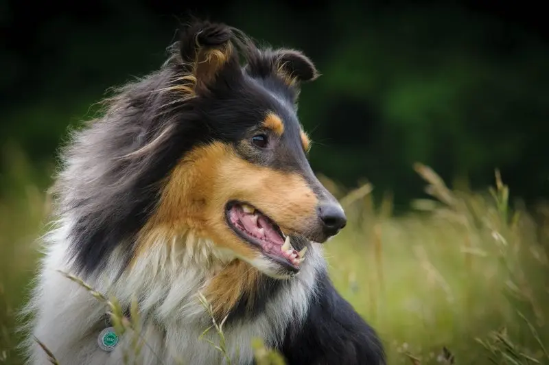 Hình ảnh chó Shetland Sheepdog 7