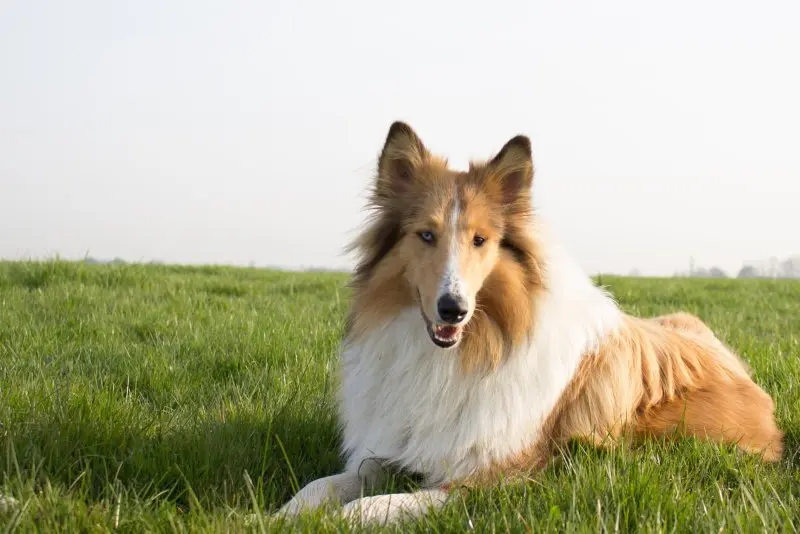 Hình ảnh chó Shetland Sheepdog 8