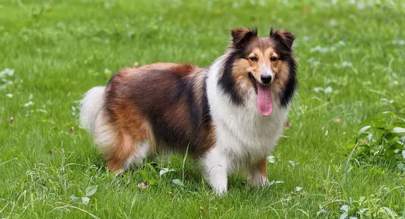 Hình ảnh chó Shetland Sheepdog 9