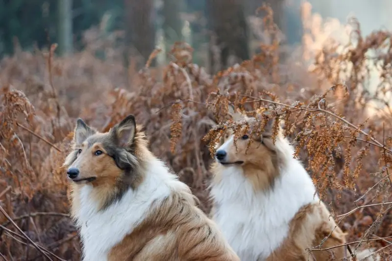 Hình ảnh chó Shetland Sheepdog 10