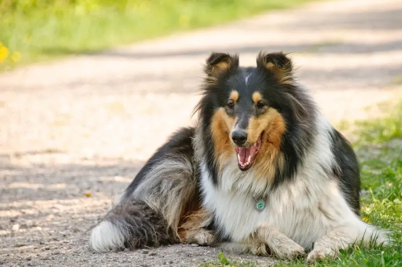 Hình ảnh chó Shetland Sheepdog 11