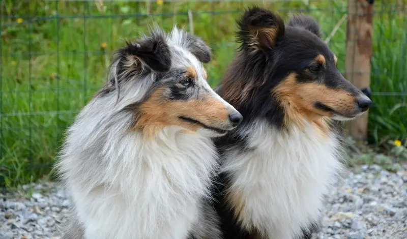 Hình ảnh chó Shetland Sheepdog 12