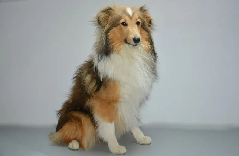 Hình ảnh chó Shetland Sheepdog 13