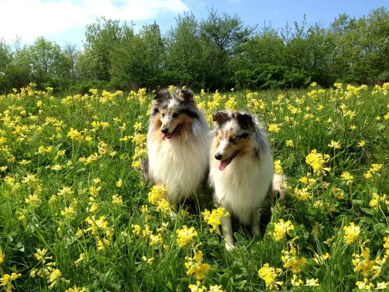 Hình ảnh chó Shetland Sheepdog 14