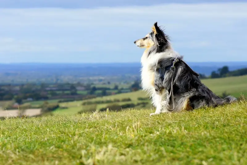 Hình ảnh chó Shetland Sheepdog 16