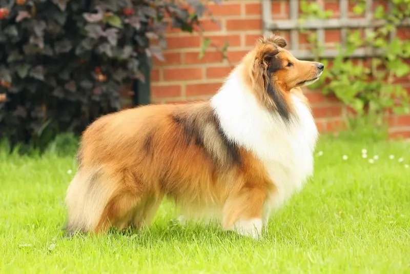 Hình ảnh chó Shetland Sheepdog 17