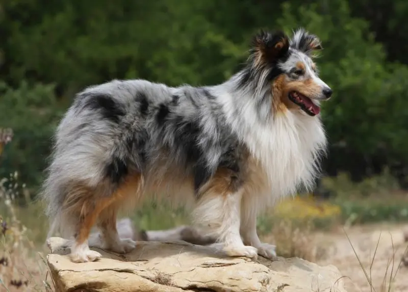 Hình ảnh chó Shetland Sheepdog 18