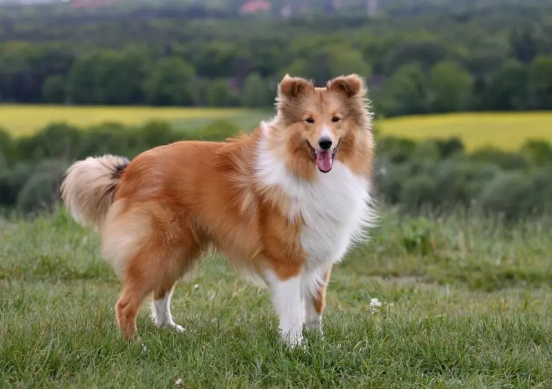 Hình ảnh chó Shetland Sheepdog 19