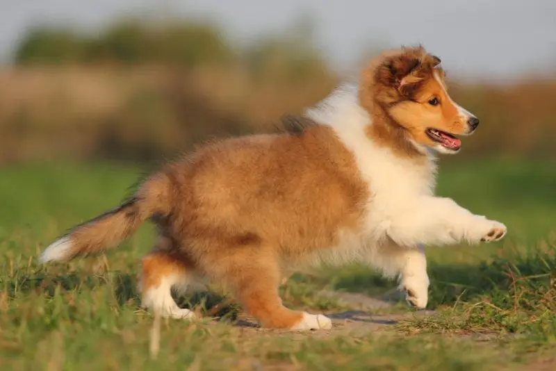 Hình ảnh chó Shetland Sheepdog 20