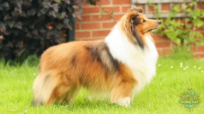 Chó Shetland Sheepdog - Loài chó chăn cừu thông minh và đáng yêu