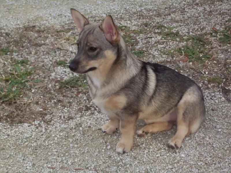 Đặc điểm của chó Swedish Vallhund 1