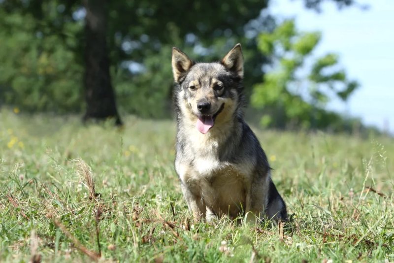 Nguồn gốc của chó Swedish Vallhund