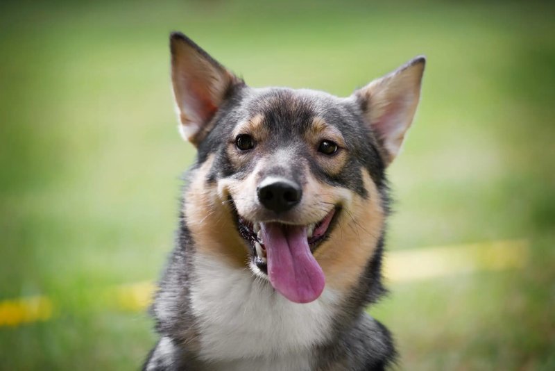 Cách chăm sóc chó Swedish Vallhund 1