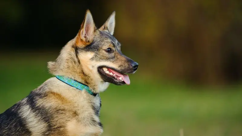 Tuổi thọ và sức khỏe của chó Swedish Vallhund