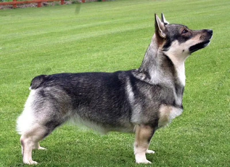 Giá bán chó Swedish Vallhund