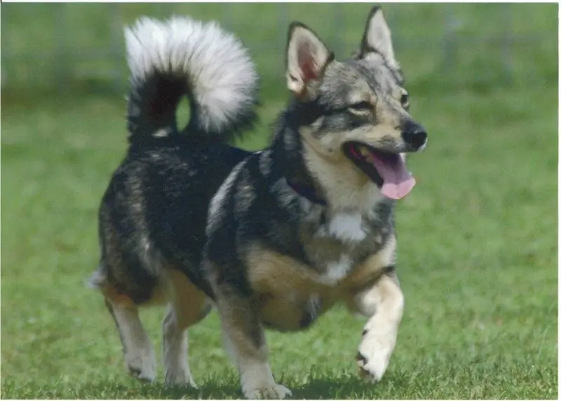 Hình ảnh chó Swedish Vallhund 1