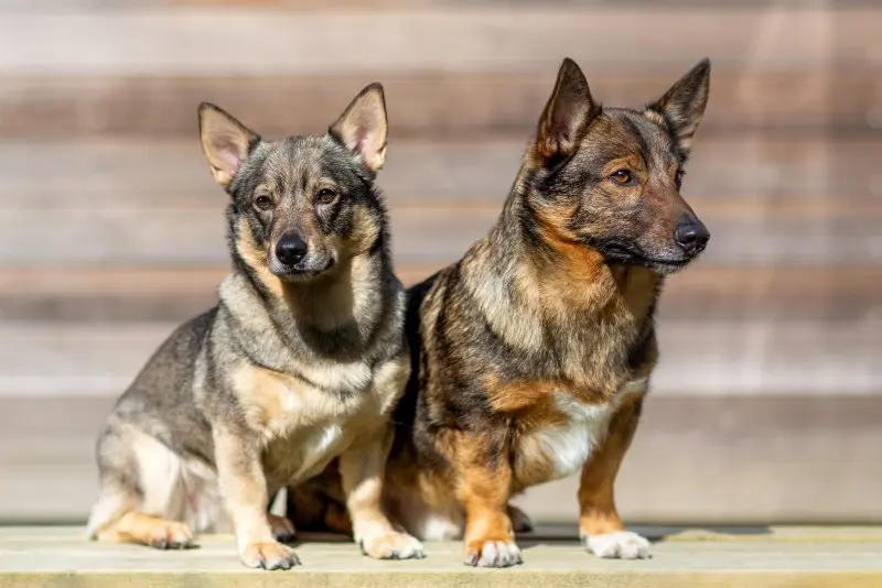 Hình ảnh chó Swedish Vallhund 2