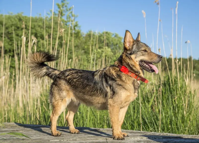 Hình ảnh chó Swedish Vallhund 3