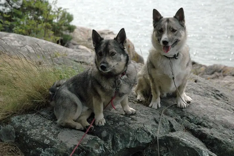 Hình ảnh chó Swedish Vallhund 4