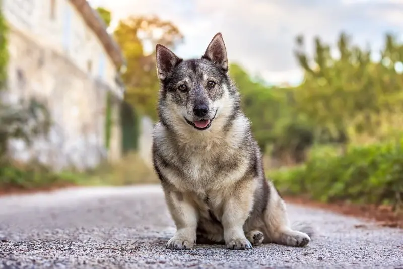 Hình ảnh chó Swedish Vallhund 5