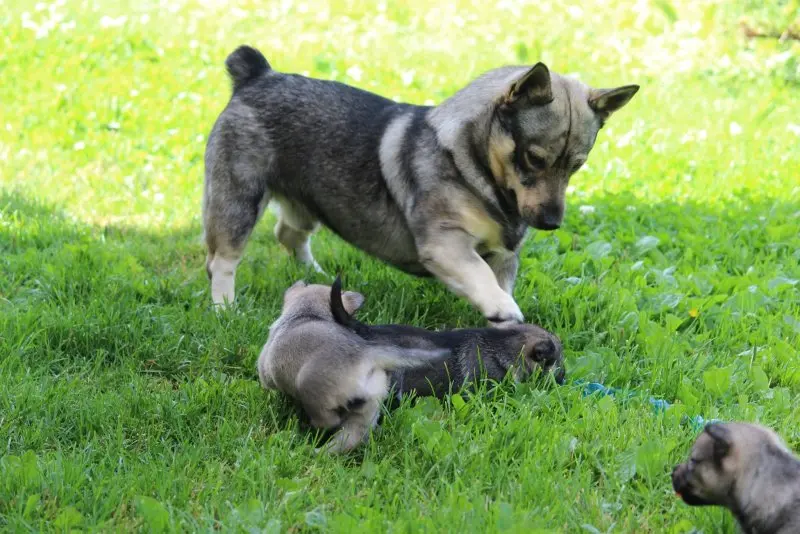 Hình ảnh chó Swedish Vallhund 6