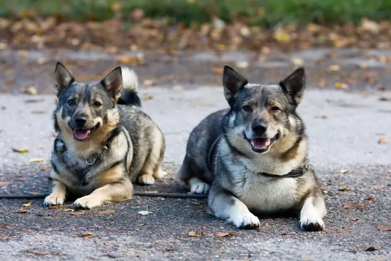 Hình ảnh chó Swedish Vallhund 7