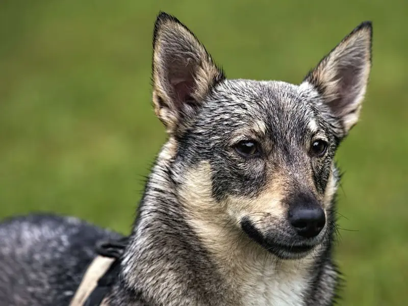 Hình ảnh chó Swedish Vallhund 8