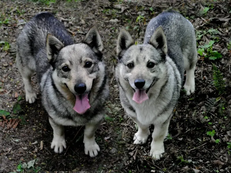 Hình ảnh chó Swedish Vallhund 9