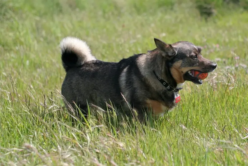 Hình ảnh chó Swedish Vallhund 10