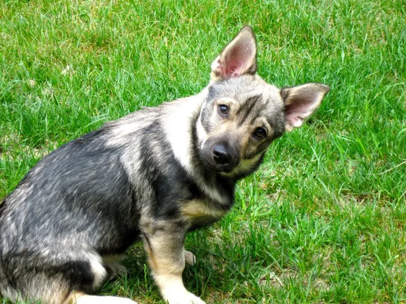 Hình ảnh chó Swedish Vallhund 11