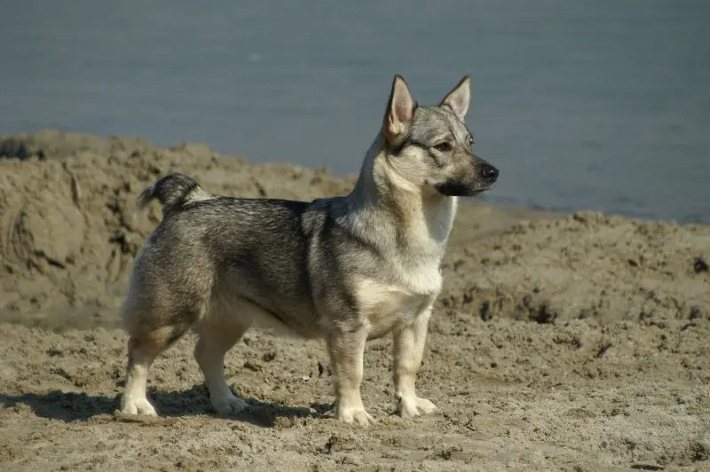 Hình ảnh chó Swedish Vallhund 12