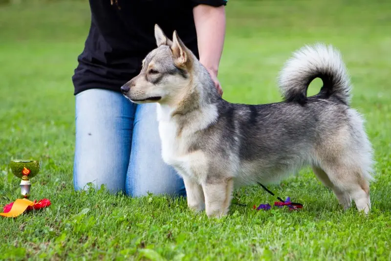 Hình ảnh chó Swedish Vallhund 13