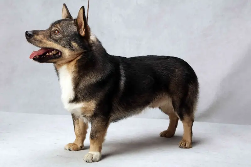 Hình ảnh chó Swedish Vallhund 14