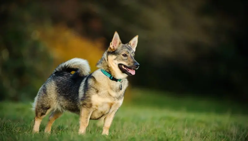 Hình ảnh chó Swedish Vallhund 15