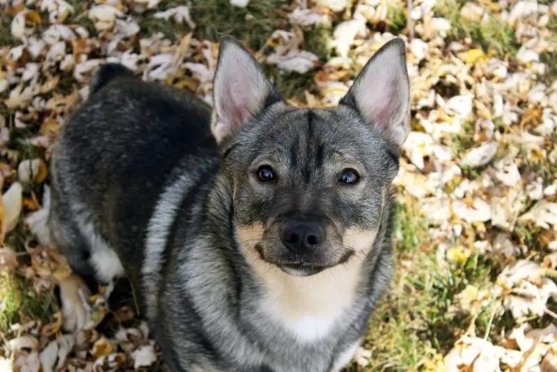 Hình ảnh chó Swedish Vallhund 16