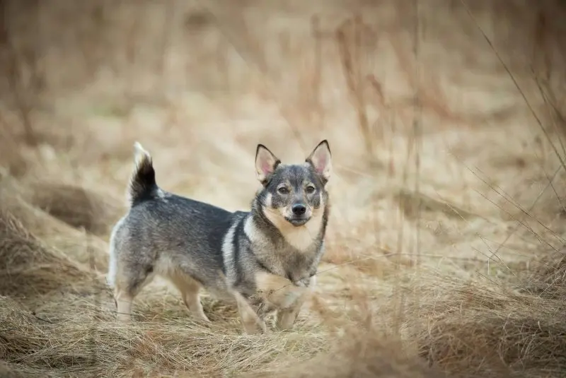 Hình ảnh chó Swedish Vallhund 17