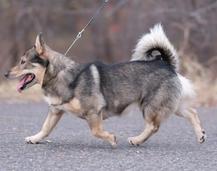 Hình ảnh chó Swedish Vallhund 18