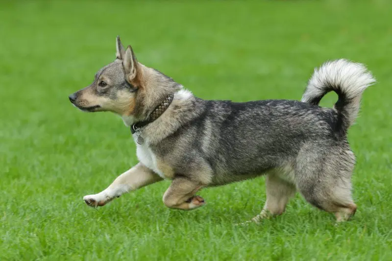 Hình ảnh chó Swedish Vallhund 19