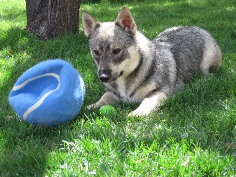 Hình ảnh chó Swedish Vallhund 20