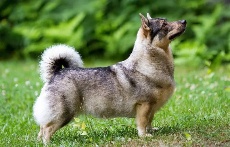 Hình ảnh chó Swedish Vallhund 21