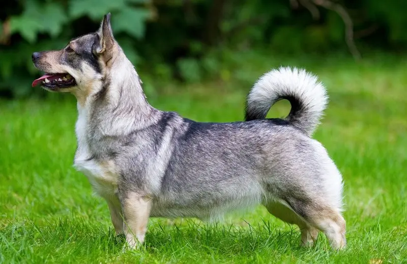 Hình ảnh chó Swedish Vallhund 22