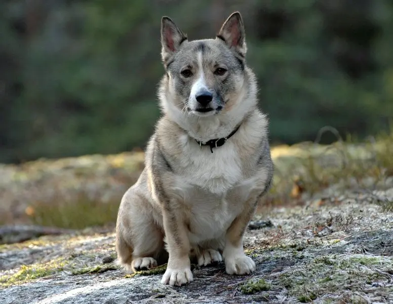 Hình ảnh chó Swedish Vallhund 23