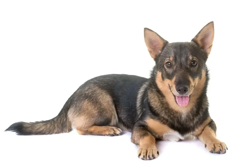 Hình ảnh chó Swedish Vallhund 24