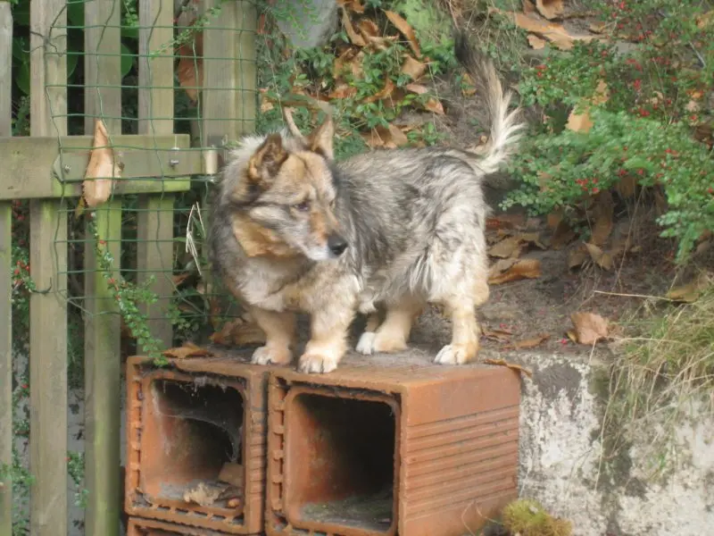 Hình ảnh chó Swedish Vallhund 25